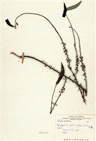 藏品(水麻)的圖片